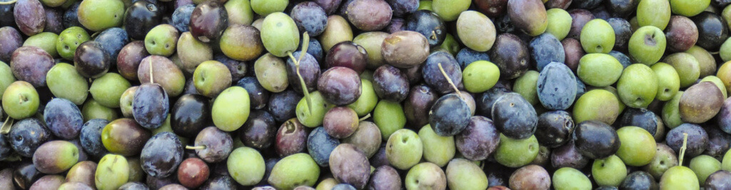 VENDITA DIRETTA OLIO EXTRAVERGINE DI OLIVA BIO E SABINA DOP IL BAGOLARO NEROLA ROMA